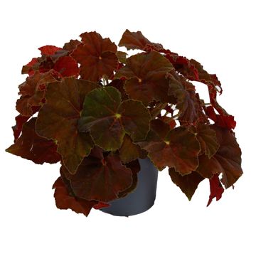 Begonia BELEAF AMBER LOVE