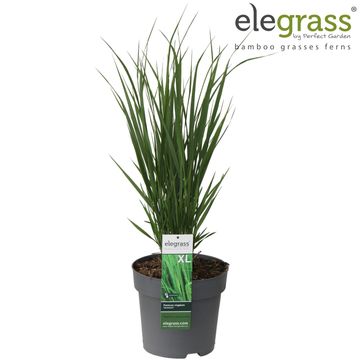 Panicum virgatum 'Northwind'