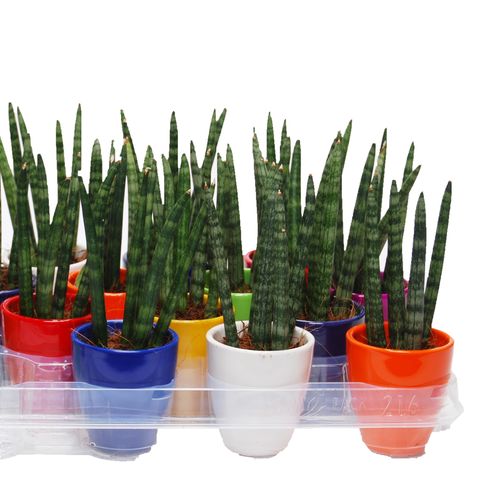 Sansevieria cylindrica 'Spaghetti' (Van der Arend Tropical Plantcenter)