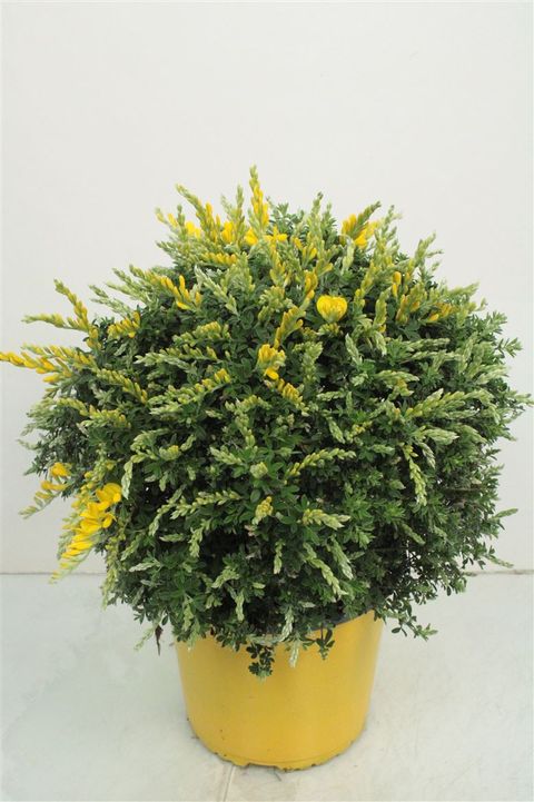 Cytisus racemosus