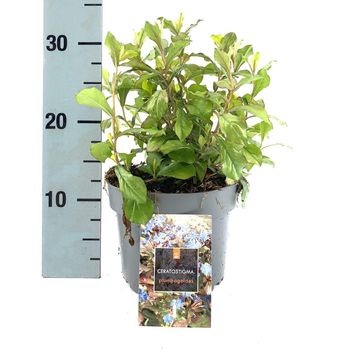 Ceratostigma plumbaginoides