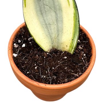 Sansevieria trifasciata 'Moonshine'