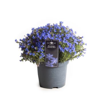 Glandora diffusa 'Heavenly Blue'