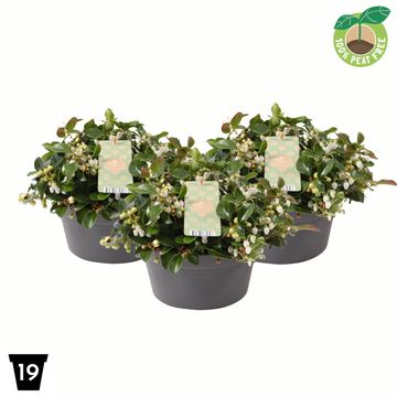 Gaultheria procumbens CIAO BELLA WHITE