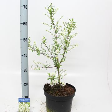 Exochorda racemosa 'Niagara'