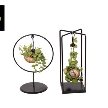 Arrangement Dischidia