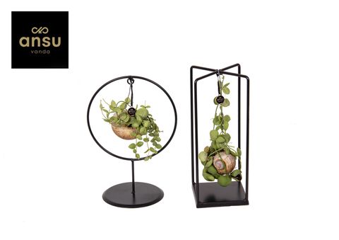 Arrangement Dischidia