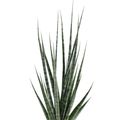 Sansevieria 'Digitorum'