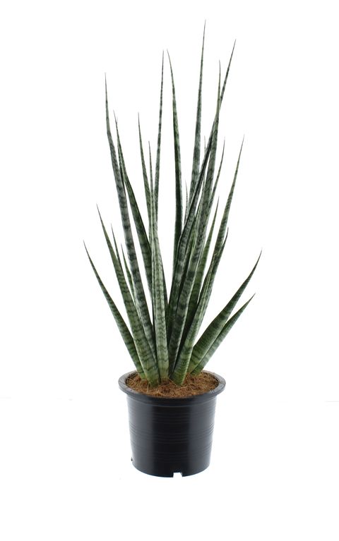 Sansevieria 'Digitorum'