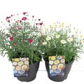 Argyranthemum frutescens MIX