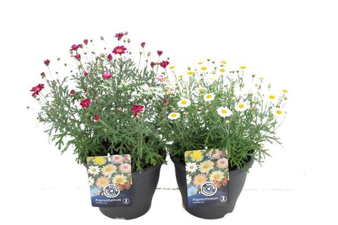 Argyranthemum frutescens MIX