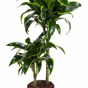 Dracaena fragrans 'Dorado'