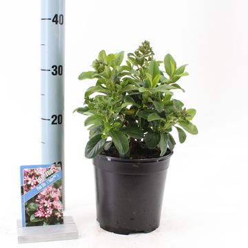 Escallonia laevis PINK ELLE