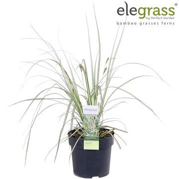 Carex oshimensis 'Evergold'