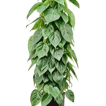 Philodendron scandens