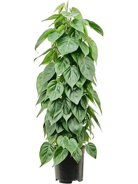 Філодендрон scandens