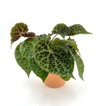 Begonia ferox