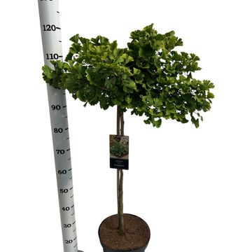 Ginkgo biloba 'Mariken'