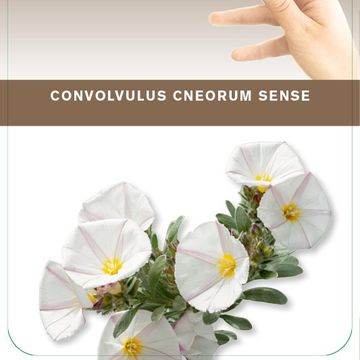 Convolvulus cneorum
