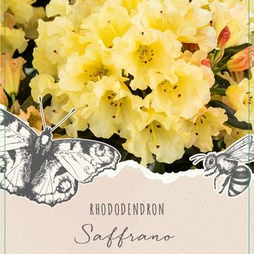 Rhododendron 'Saffrano'