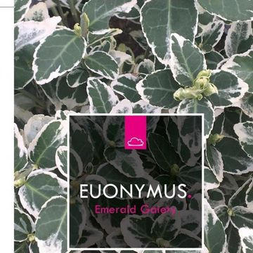 Euonymus fortunei 'Emerald Gaiety'