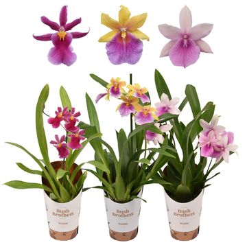 Orquídeas MIX