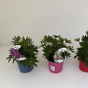 Lupinus polyphyllus MIX