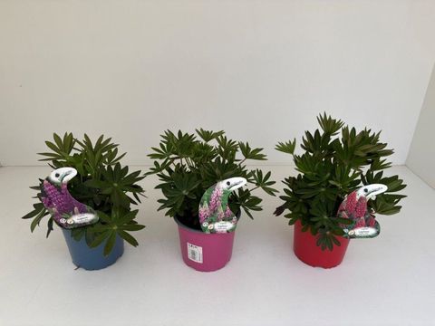 Lupinus polyphyllus MIX