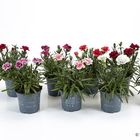 Dianthus OSCAR MIX