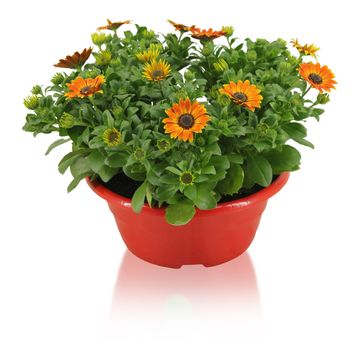 Osteospermum MARGARITA ORANGE FLARE