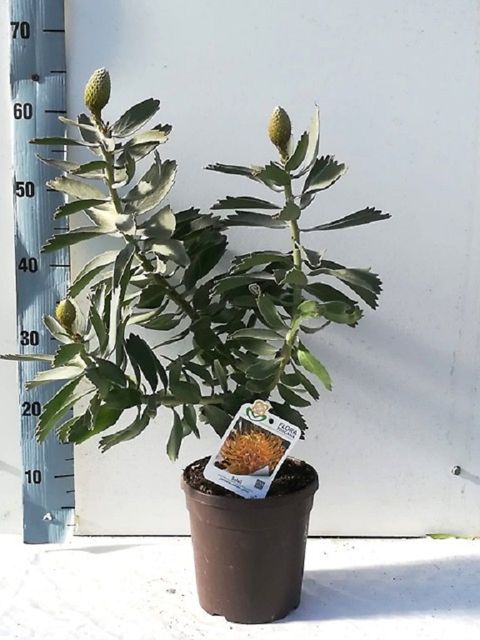 Leucospermum 'Солейл'