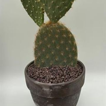 Opuntia galapageia