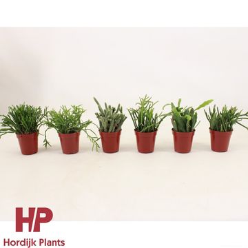 Rhipsalis MIX