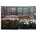 Argyranthemum frutescens MIX