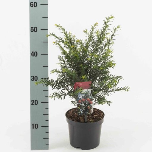 Taxus baccata