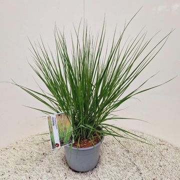 Molinia caerulea 'Heidebraut'