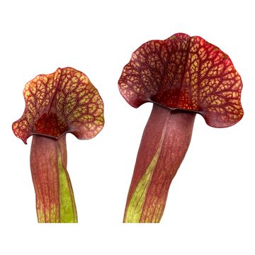 Sarracenia x catesbaei