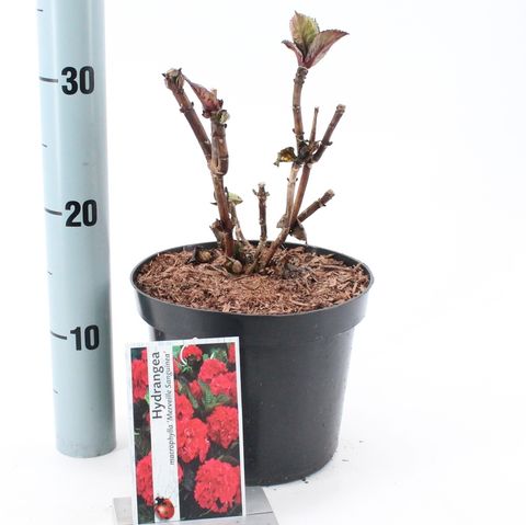 Hydrangea macrophylla 'Merveille Sanguinea'