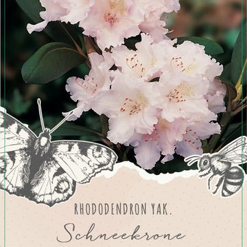 Rhododendron YAKUSHIMAMUM MIX (Y)