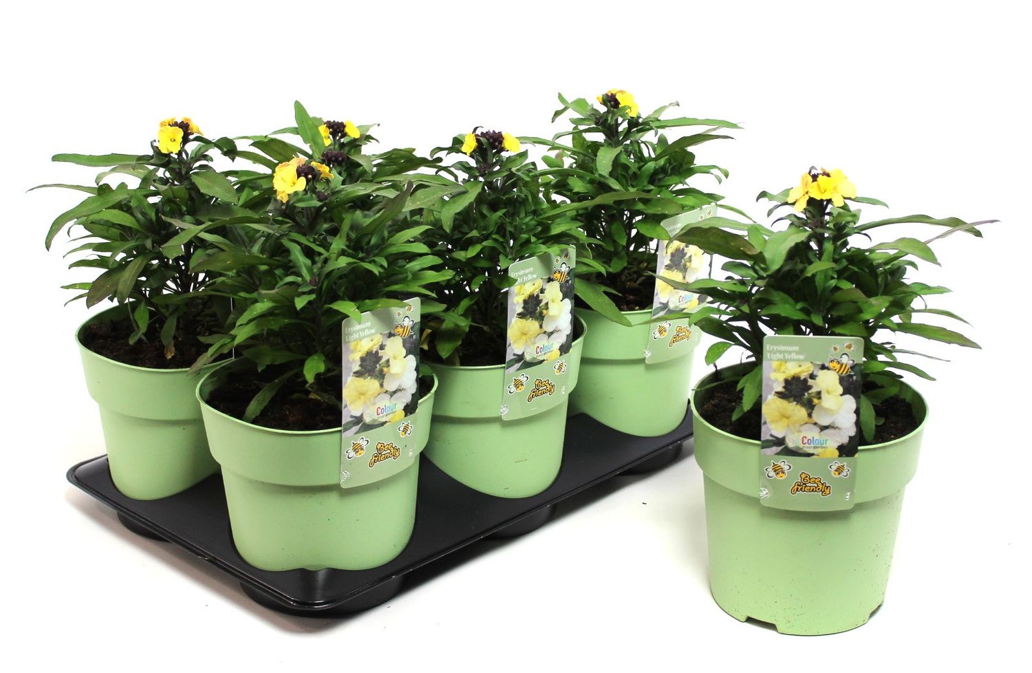Erysimum LEYA LEMON GLOW Plant Wholesale FlorAccess erysimum-leya-lemon-glow-plant-wholesale-floraccess