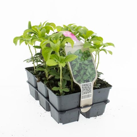 Pachysandra terminalis