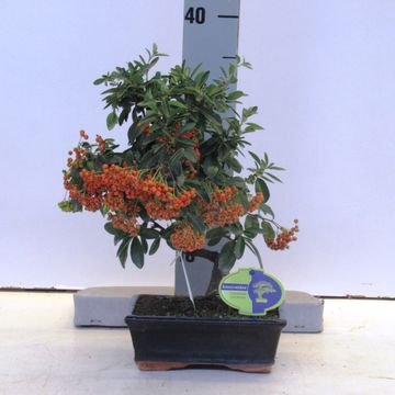 Pyracantha