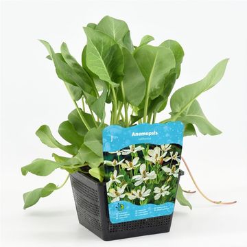 Anemopsis californica