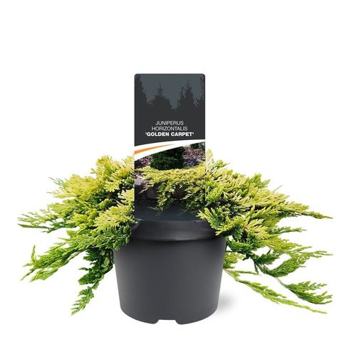 Juniperus horizontalis 'Golden Carpet'
