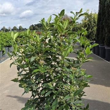 Viburnum tinus 'Eve Price'