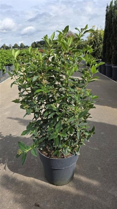 Viburnum tinus 'Eve Price'