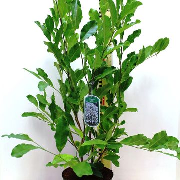 Magnolia stellata 'Waterlily'