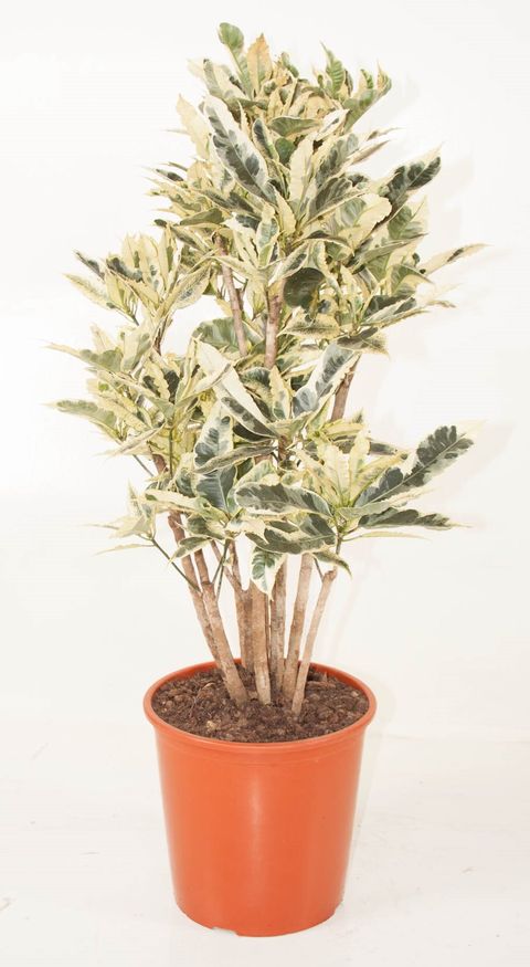 Trojskrzyn variegatum 'Tamara'