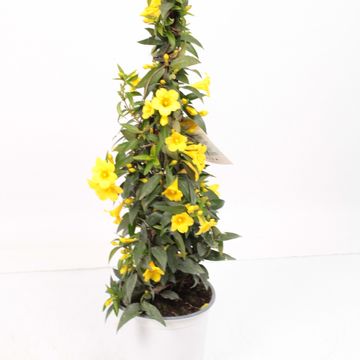 Gelsemium sempervirens