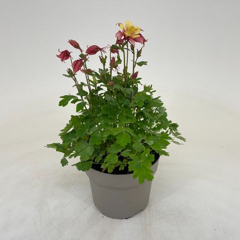 Aquilegia EARLYBIRD RED YELLOW